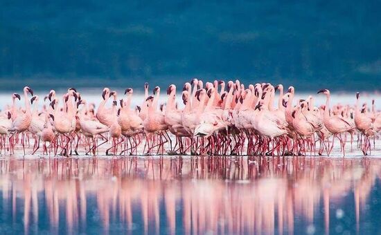 ELEGANT KENYA BÜYÜK GÖÇ Türk Hava Yolları ile 6 Gece