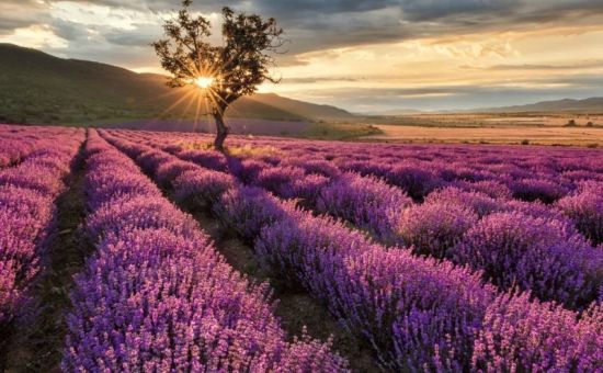 ISPARTA LAVANTA HASADI VE SALDA GÖLÜ TURU 1 Gece Konaklamalı